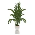 Areca Palm Dypsis Lutescens Indoor Plant - Thumbnail 1