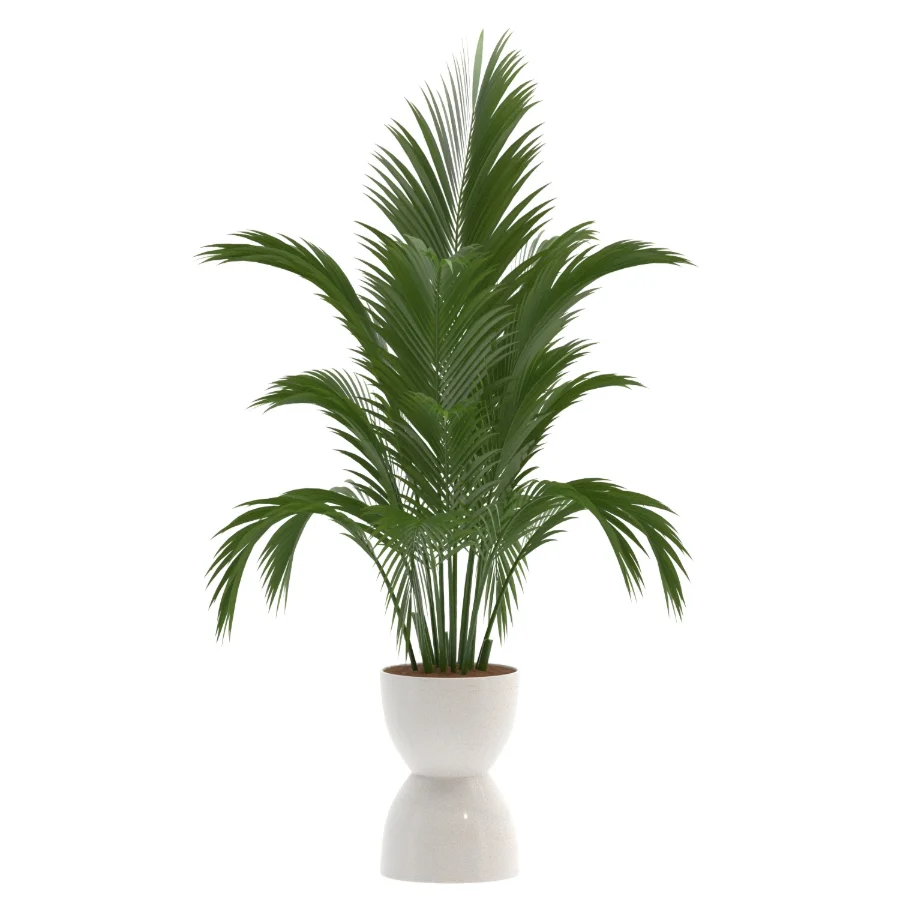 Areca Palm Dypsis Lutescens Indoor Plant - Image 1