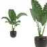Alocasia Elephant Ear Plant Set - Thumbnail 2