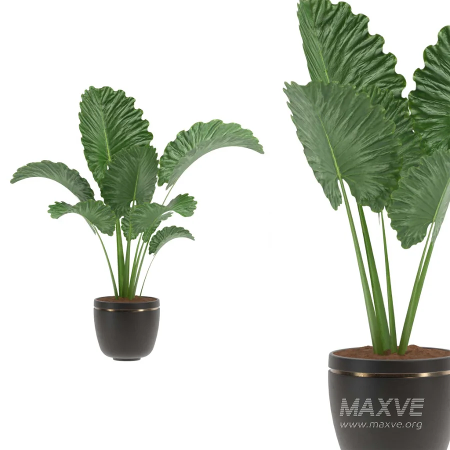 Alocasia Elephant Ear Plant Set - Image 2