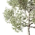 Tree 01 - Thumbnail 3