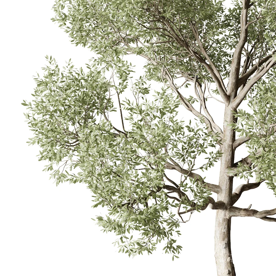 Tree 01 - Image 3