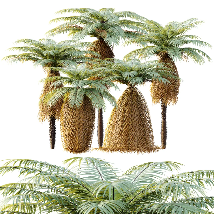 AV Plant Brainea Insignis Fern 6 Palm Tree 01 - Image 9
