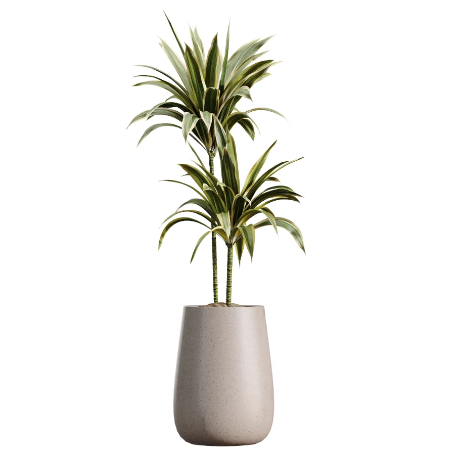 AV Indoor Plants Set 610 Orange Tree Ficus Alnus Glutinosa Lemon Lime - Image 2