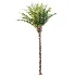AV Plant Phoenix Canariensis Palm Tree 01 - Thumbnail 4