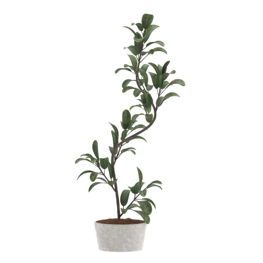 Fiddle Leaf Fig- Ficus Lyrata-set-022 - Image 2