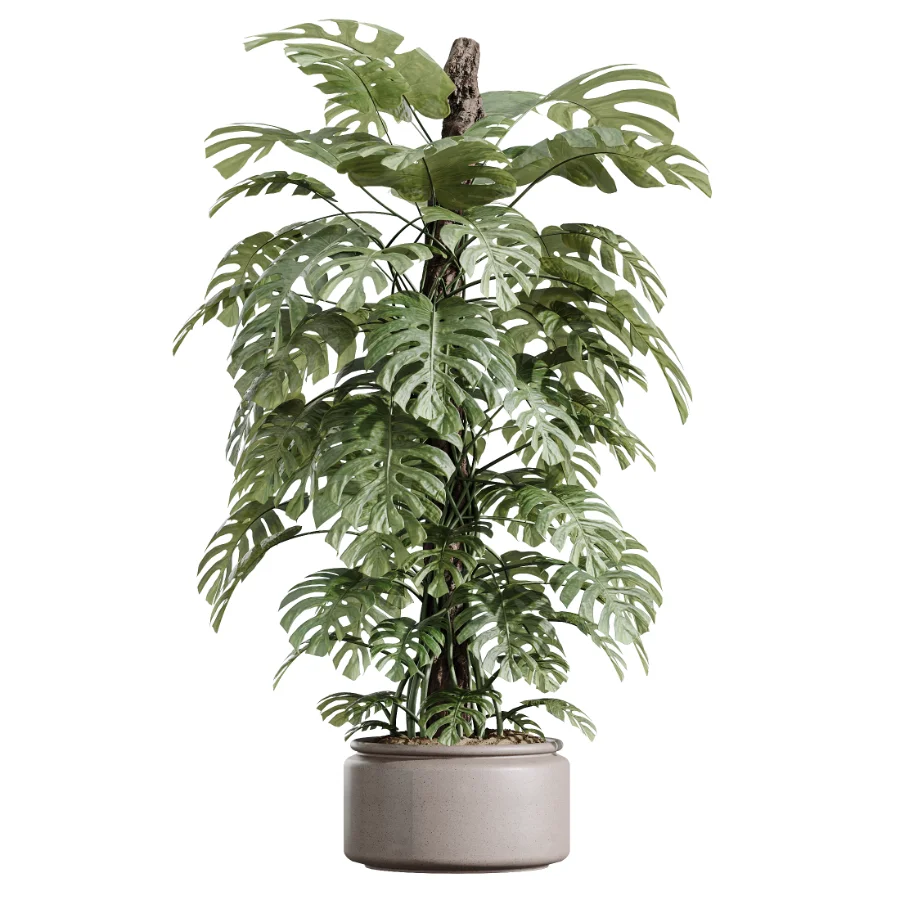 AV Indoor Plants Set 605 Ficus Binnendijkii Ficus Marginata Olive - Image 1