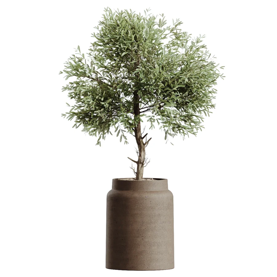 AV Indoor Plants Set 605 Ficus Binnendijkii Ficus Marginata Olive - Image 5
