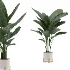 Strelitzia-Nicolai-Bird-Of-Paradise-Indoor-Plant-020 - Thumbnail 2