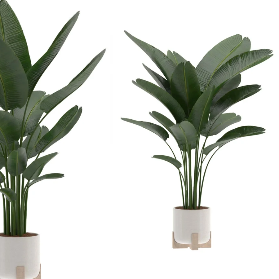 Strelitzia-Nicolai-Bird-Of-Paradise-Indoor-Plant-020 - Image 2