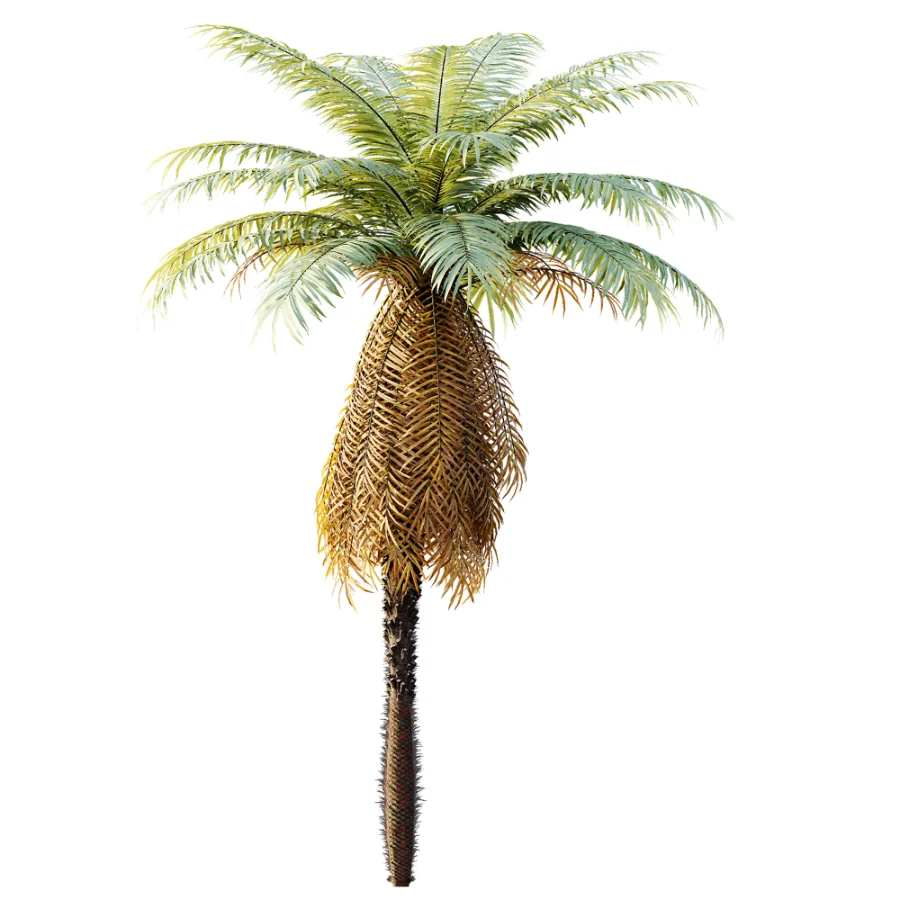 AV Plant Brainea Insignis Fern 6 Palm Tree 01 - Image 3