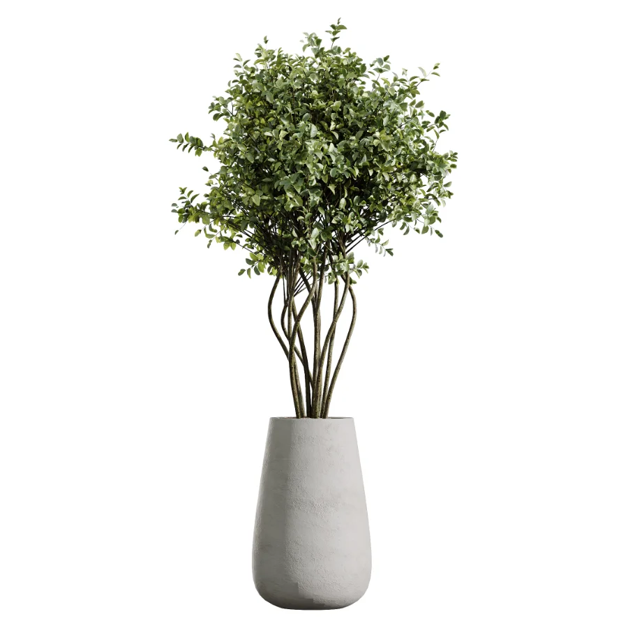 AV Indoor Plants Set 603 Chemlali Olive and Peace Lily and Olive Eucalyptus and Bird Of Paradise - Image 3