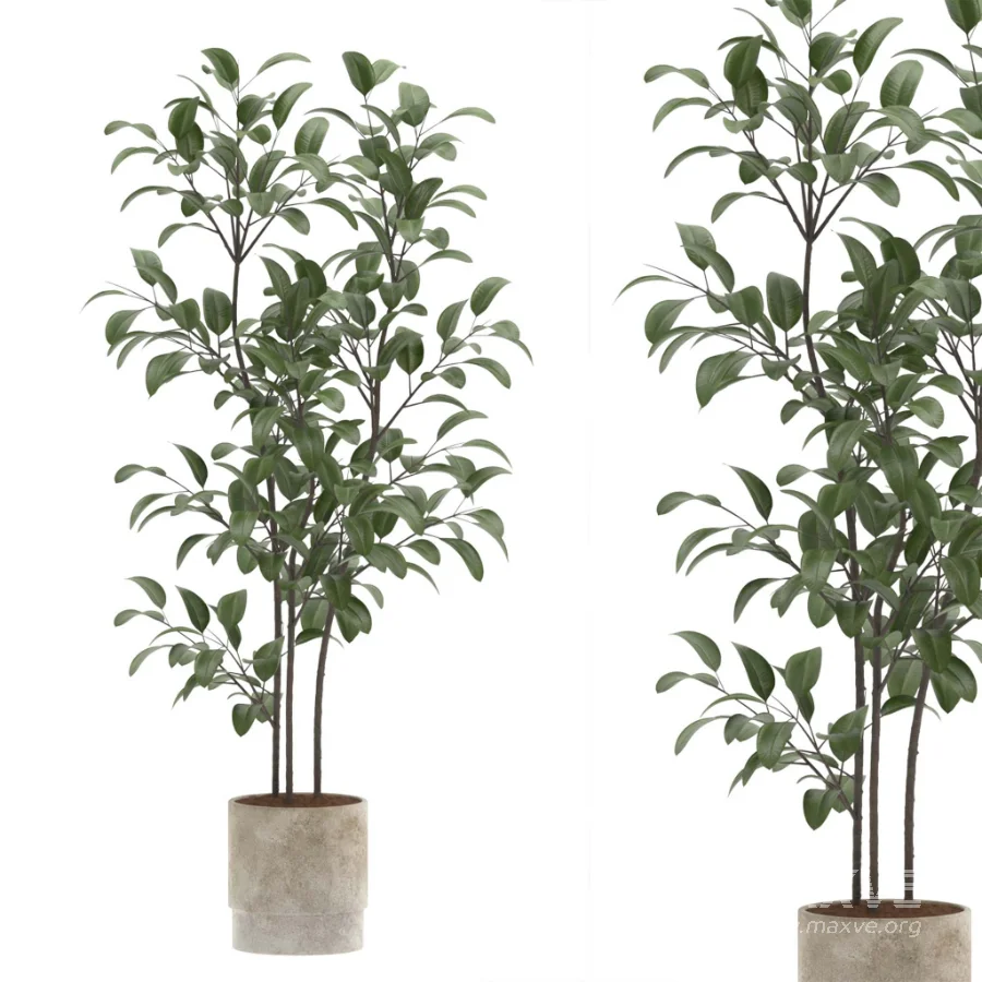 strelitzia-Nicolai-Ficus Benjamina-Plant-set-028 - Image 4