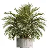 AV Indoor Plants Set 618 Chemlali Olive Areca Palm Eucalyptus Bouquet Bird Of Paradise - Thumbnail 1