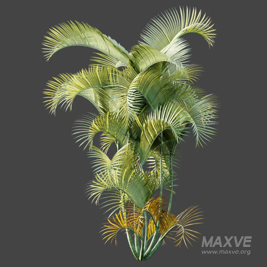 AV Plant Chrysalidocarpus Lutescens Palm Bush 01 - Image 6