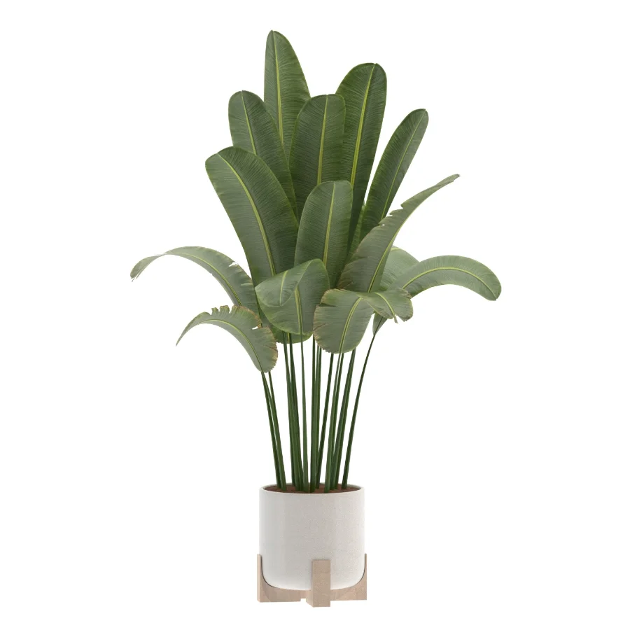 Strelitzia Nicolai Bird Of Paradise Indoor Plant 019 - Image 1