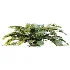 AV Plant Angiopteris Fokiensis Fern 6 Palm Bush 01 - Thumbnail 5