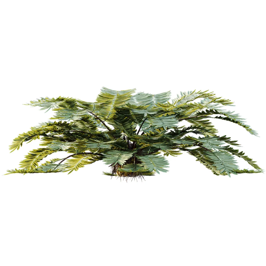 AV Plant Angiopteris Fokiensis Fern 6 Palm Bush 01 - Image 5