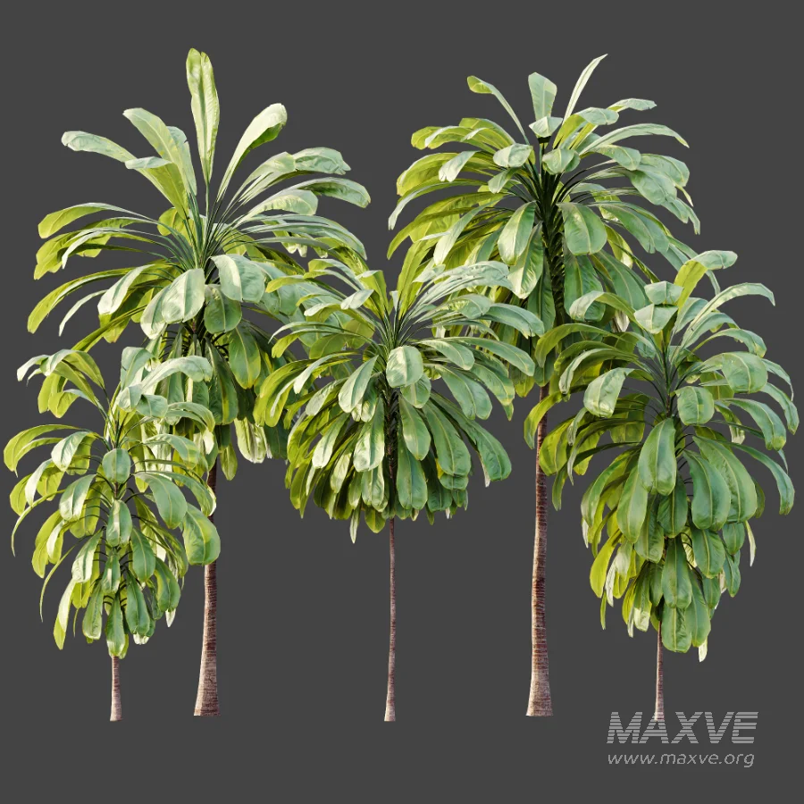 AV Plant Cordyline Petiolaris 6 Palm Tree 01 - Image 7