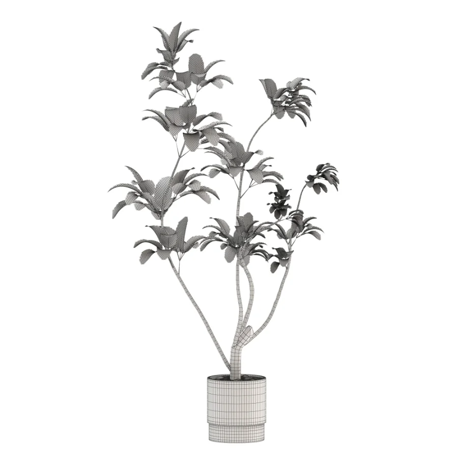 Ficus Benjamina Indoor Plant-set-030 - Image 3