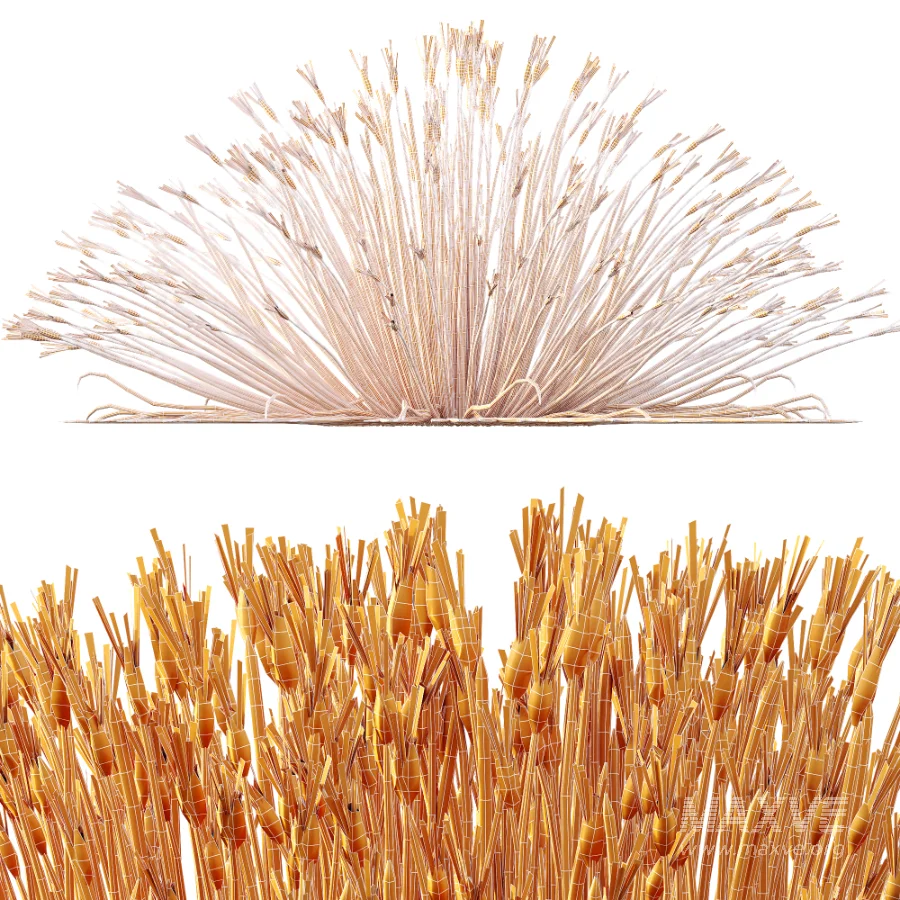 AV Plant Trichophorum Cespitosum Tufted Bulrush Rasenbinse Deer Grass - Image 9