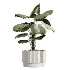 AV Indoor Plants Set 617 Orange Calamondin Tree Spineless Yucca and African Fig Ruffled Fan Palm - Thumbnail 4
