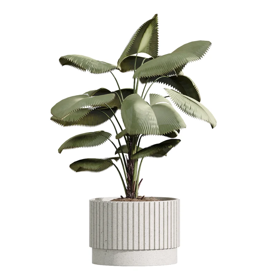 AV Indoor Plants Set 617 Orange Calamondin Tree Spineless Yucca and African Fig Ruffled Fan Palm - Image 4