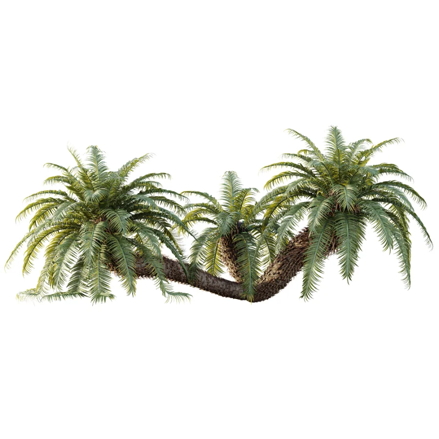AV Plant Cycas Revoluta Palmfarn Palm Bush 01 - Image 3