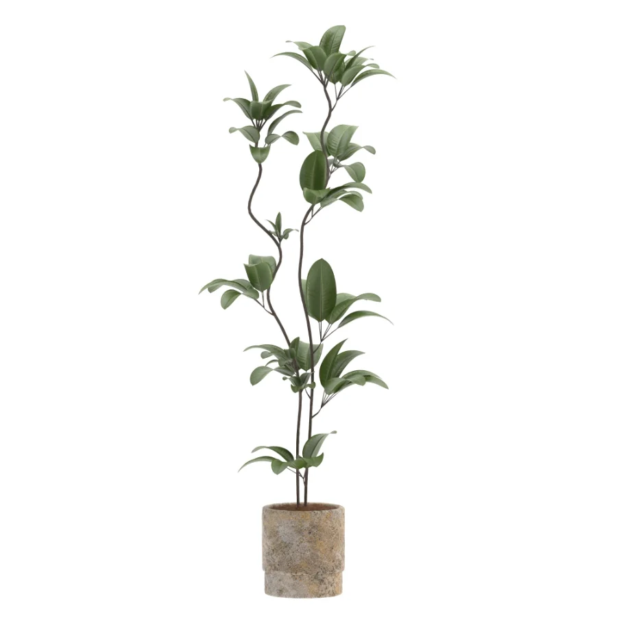 Ficus Benjamina Indoor Plant-set-031 - Image 2
