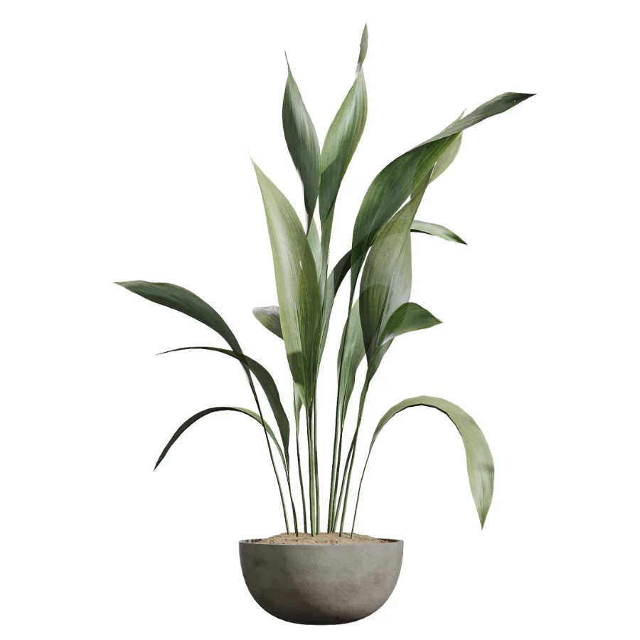 AV Indoor Plants Set 612 Ficus Aspidistra Palm Orange Calamondin Tree - Image 4