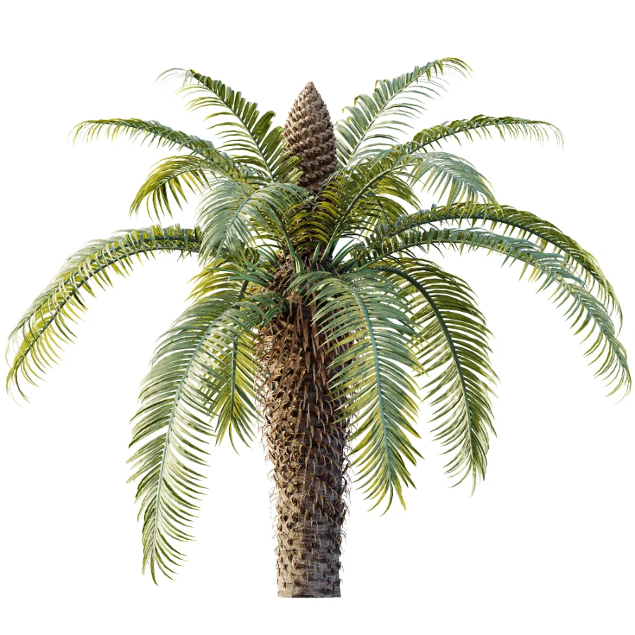 AV Plant Cycas Revoluta Palmfarn Palm Bush 02 - Image 3