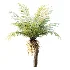 AV Plant Brainea Insignis Fern Palm Tree 02 - Thumbnail 7