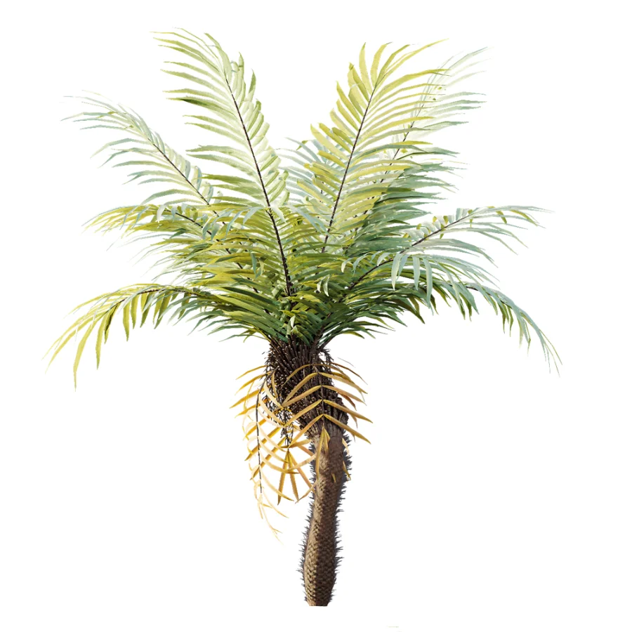 AV Plant Brainea Insignis Fern Palm Tree 02 - Image 7