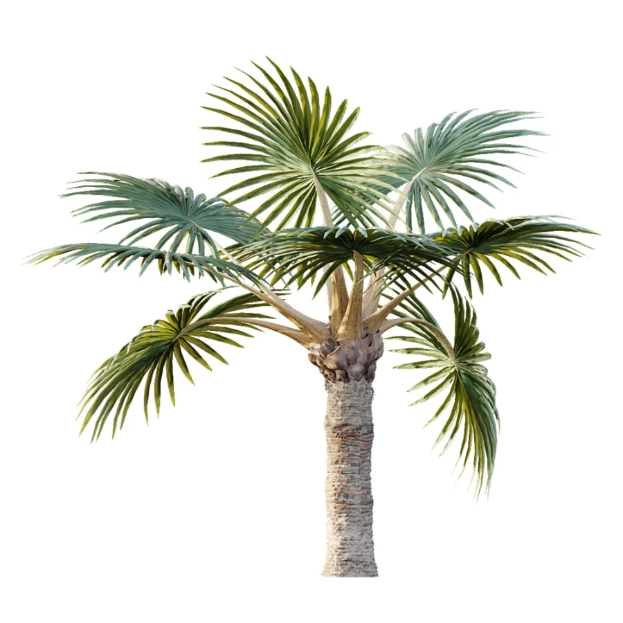 AV Plant Bismarckia Nobilisi Palm Tree 01 - Image 5