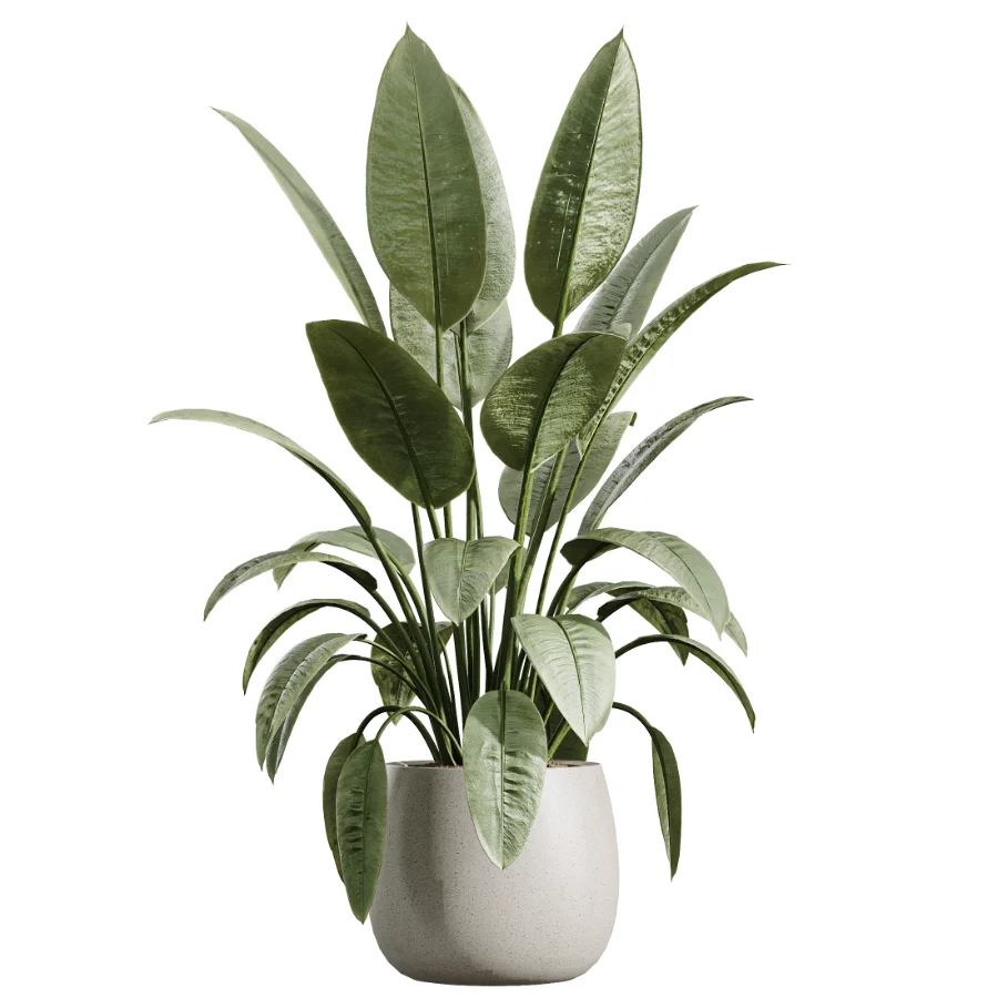 AV Indoor Plants Set 610 Orange Tree Ficus Alnus Glutinosa Lemon Lime - Image 3