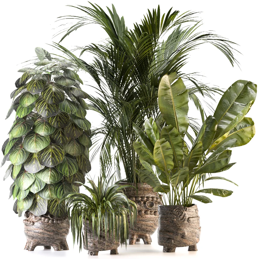 Plant Set 14 - Image 6