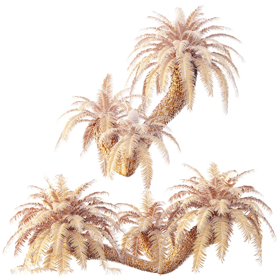 AV Plant Cycas Revoluta Palmfarn Palm Bush 01 - Image 7