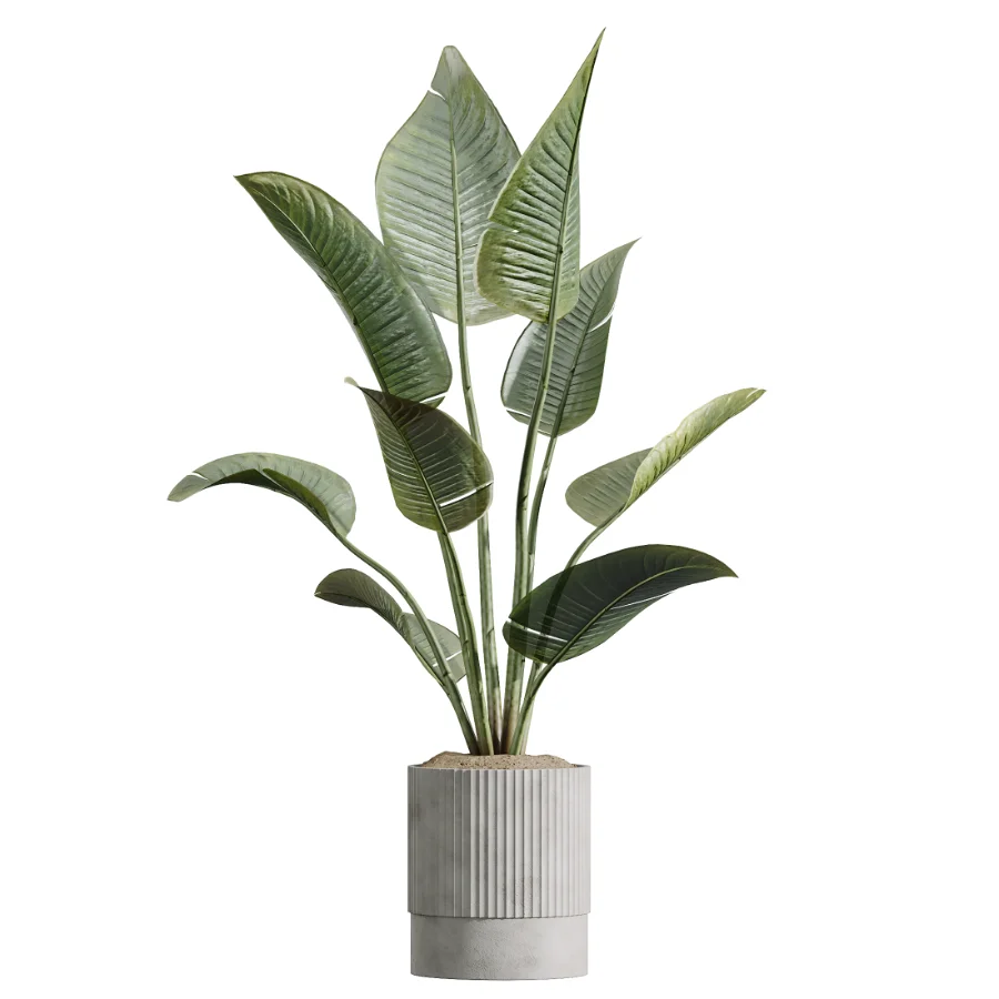 AV Indoor Plants Set 618 Chemlali Olive Areca Palm Eucalyptus Bouquet Bird Of Paradise - Image 2