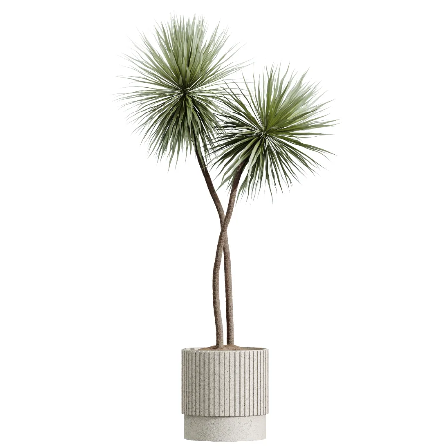 AV Indoor Plants Set 607 Yucca Alocasia Elefantenoh Ficus Marginata Ficus Fig - Image 5