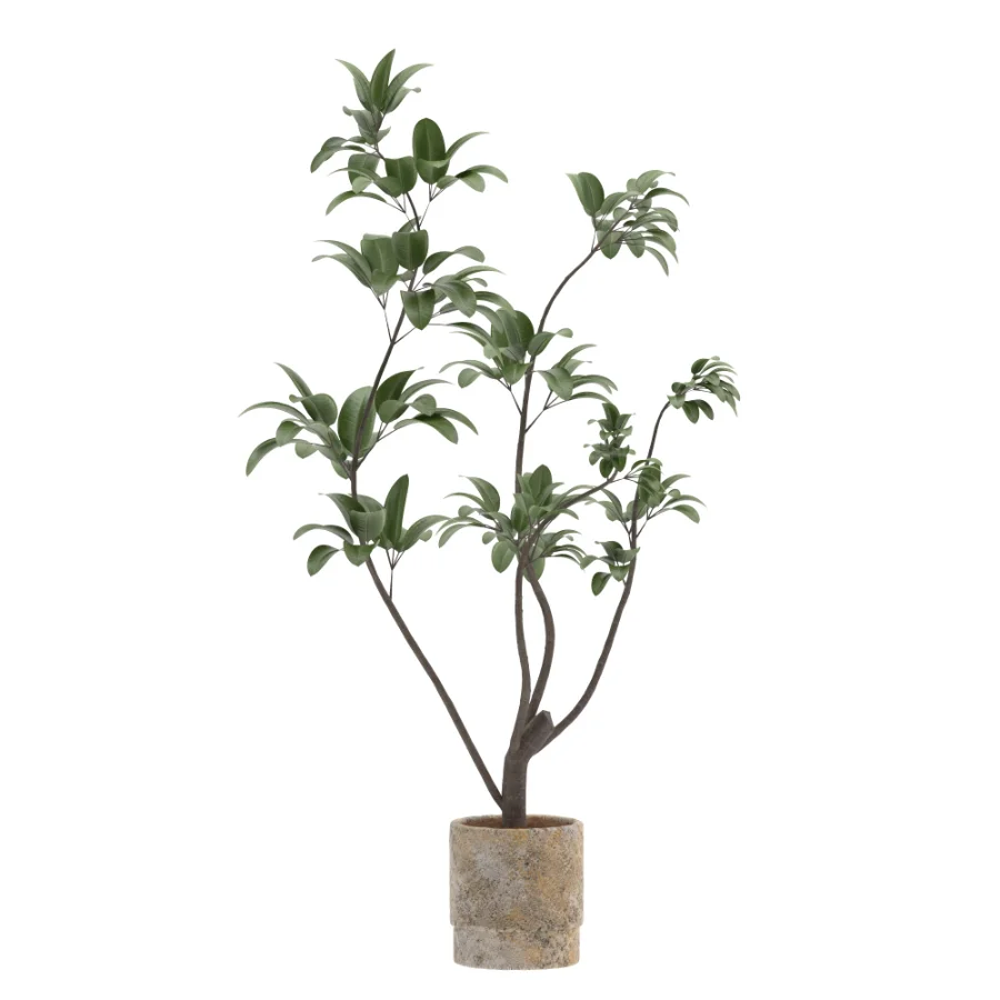 Ficus Benjamina Indoor Plant-set-030 - Image 1