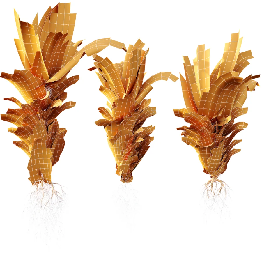 AV Plant Drynaria Roosii Palm Bush 02 - Image 7