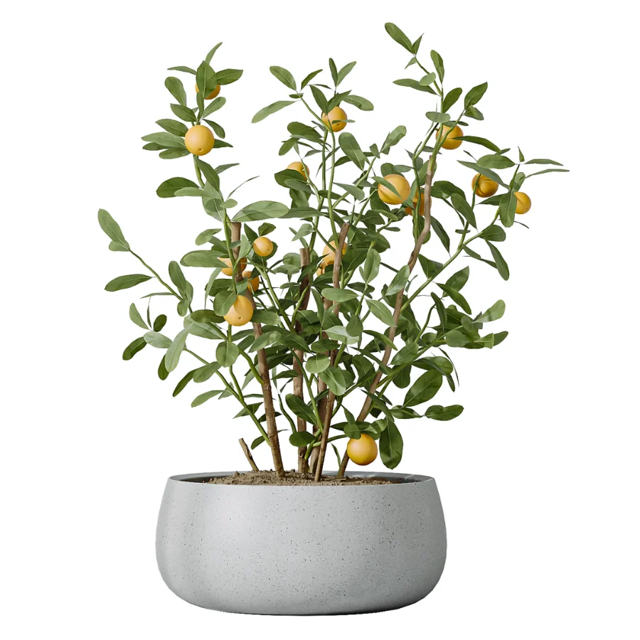 AV Indoor Plants Set 610 Orange Tree Ficus Alnus Glutinosa Lemon Lime - Image 5