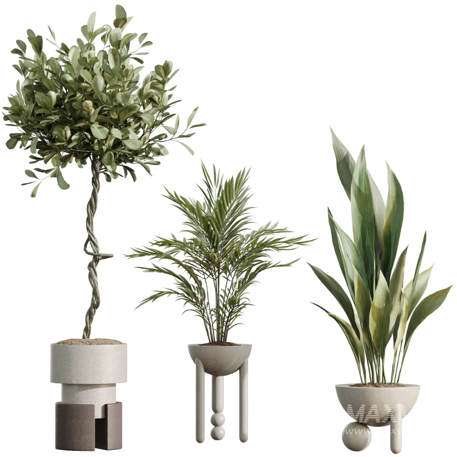 AV Indoor Plants Set 526 Aspidistra Elatior Olive Ficus Palm - Image 6