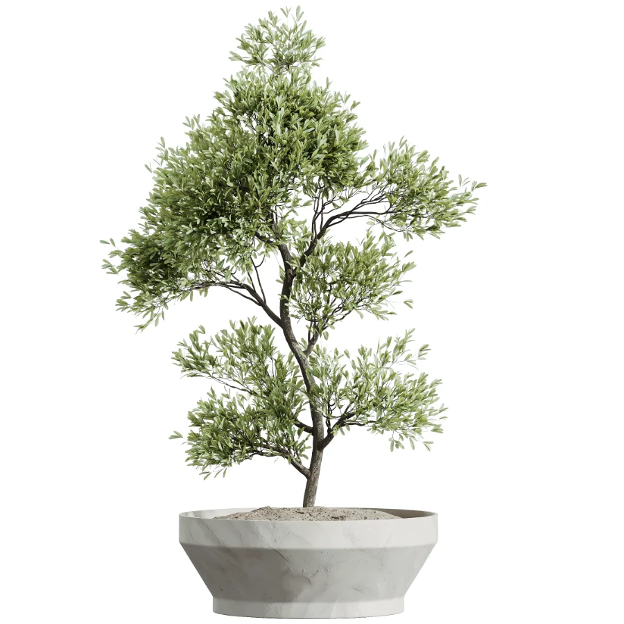 AV Indoor Plants Set 526 Aspidistra Elatior Olive Ficus Palm - Image 1