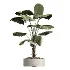 AV Indoor Plants Set 620 Aloe Vera Succulents Ruffled Fan Palm Areca Palm Briful - Thumbnail 3