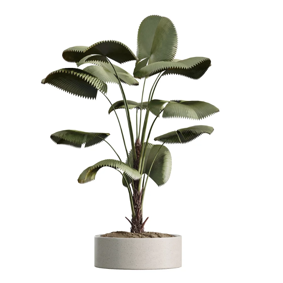 AV Indoor Plants Set 620 Aloe Vera Succulents Ruffled Fan Palm Areca Palm Briful - Image 3