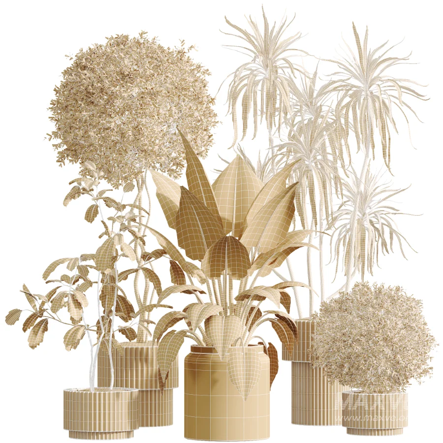 AV Indoor Plants Set 616 Olive Alocasia Elefantenohr Ficus Marginata Warneckii - Image 7
