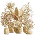 AV Indoor Plants Set 610 Orange Tree Ficus Alnus Glutinosa Lemon Lime - Thumbnail 8