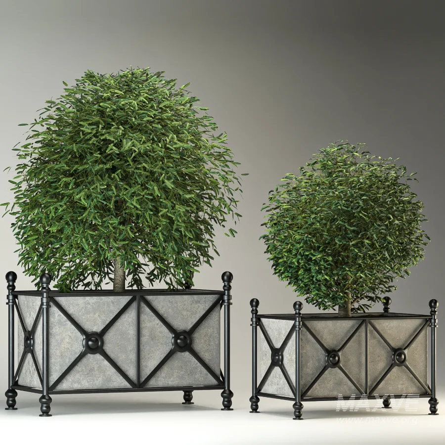 Outdoor Plant 03 – Decorative Planter Trees - Image 4
