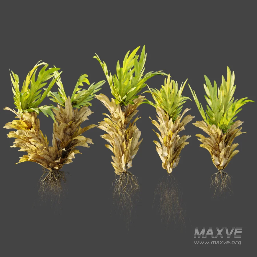 AV Plant Drynaria Roosii Palm Bush 02 - Image 6